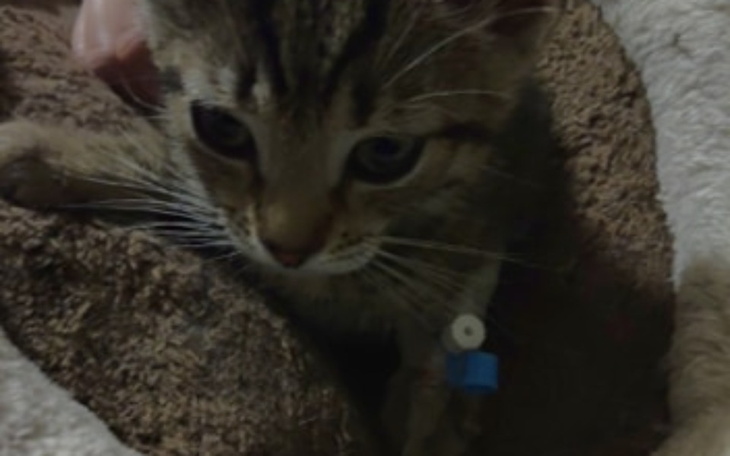 Zbiórka Wirus zabijający kocie dziecko - zdjęcie główne