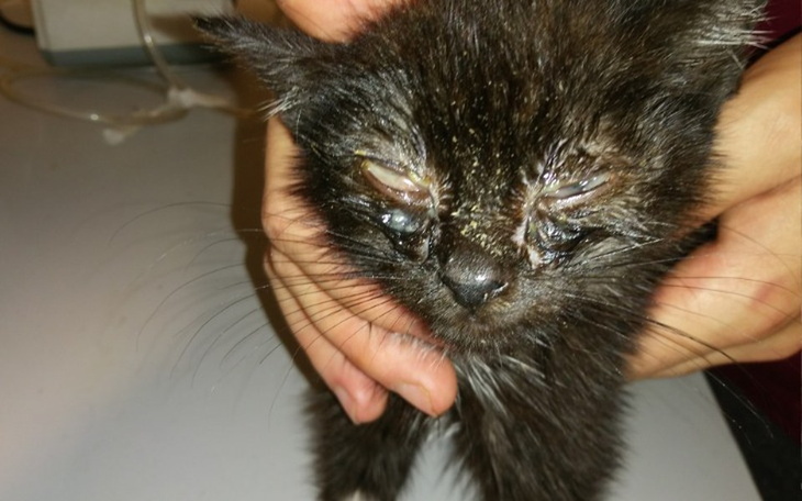 Zbiórka Walka z kocim katarem - zdjęcie główne