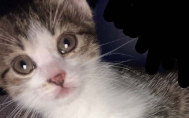 Zbiórka Zbiórka na chorego kota. - zdjęcie główne