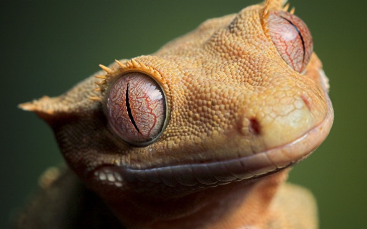 Zbiórka Zbieram na terrarium i Gekona - zdjęcie główne