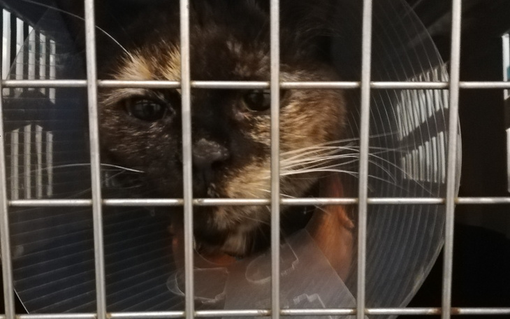 Zbiórka Leczenie Margolci - zdjęcie główne