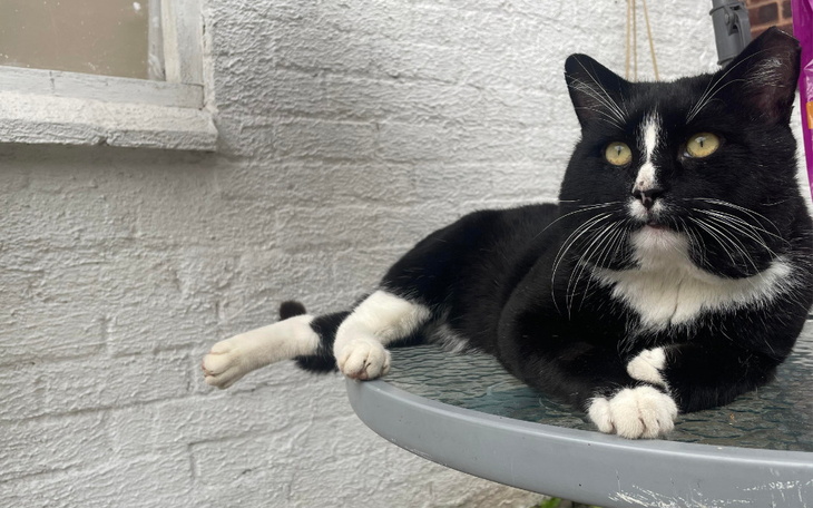 Zbiórka Odrobaczanie bezdomnego kotka - zdjęcie główne