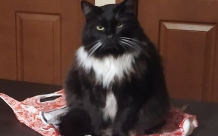 Zbiórka Zabieg zerwanych wiązadeł Puszka - zdjęcie główne