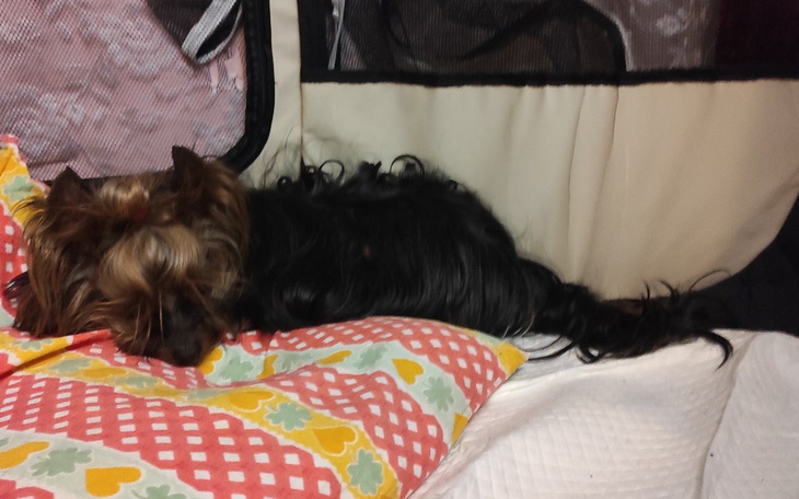 Zbiórka Operacja i rehabilitacja Sinduni - zdjęcie główne