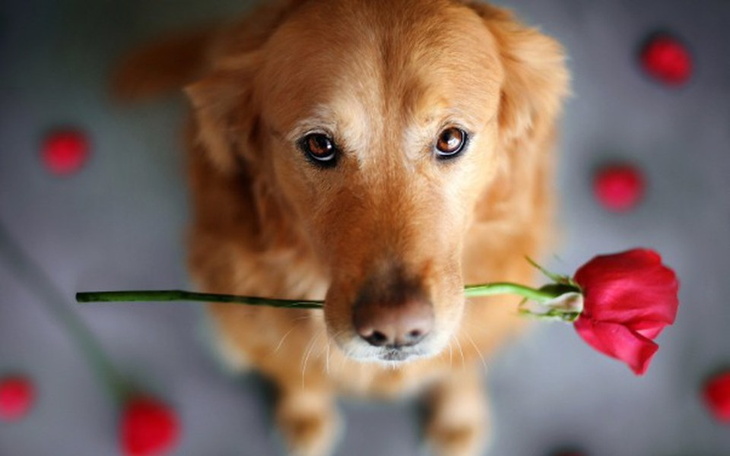 Zbiórka Cudownych rodziców mam !!! - zdjęcie główne