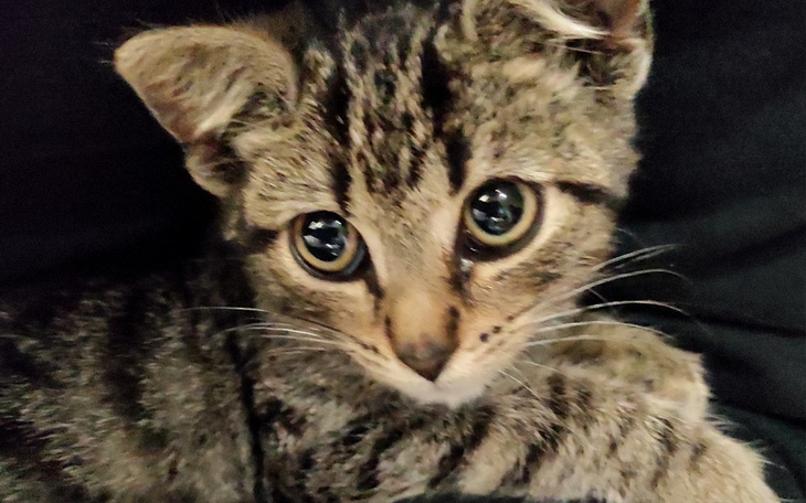 Zbiórka Wsparcie dla bezdomnych kotków - zdjęcie główne