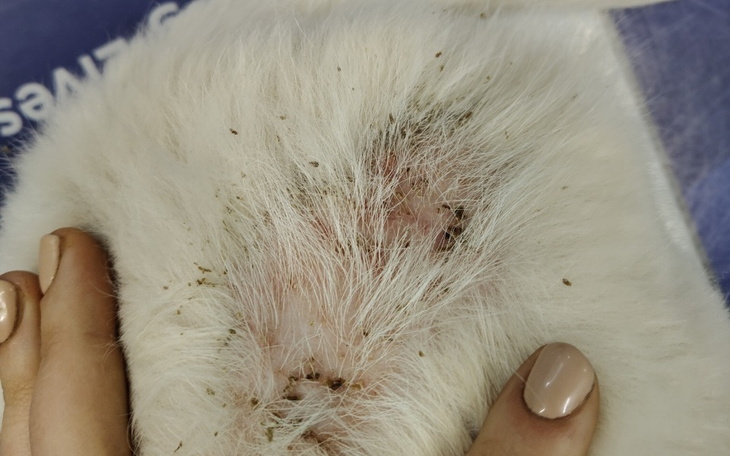 Zdjęcie rany na ciele białego kota, wymagającego pomocy.