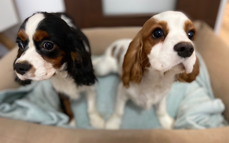 Dwa szczeniaki rasy Cavalier King Charles Spaniel w koszyku.