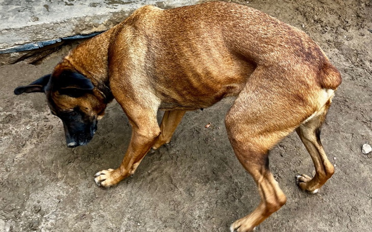 Pies z widocznymi oznakami niedożywienia, szukający jedzenia.
