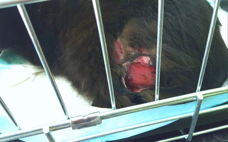 Zbiórka POMOCY! ciężarna i poszarpana. - zdjęcie główne