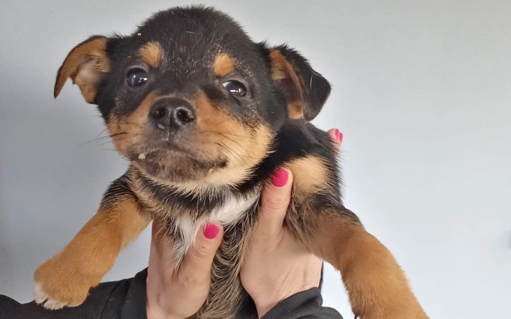 Zbiórka Wiejskie psiaki proszą o pomoc - zdjęcie główne