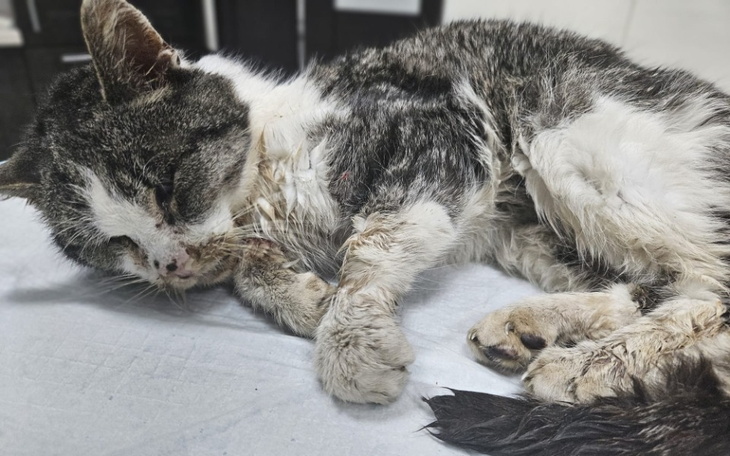 Chory kot leżący na stole, z widocznymi ranami.