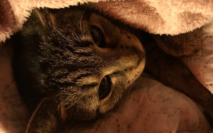 Zbiórka Zbiórka na operacje kotki 25.07 - zdjęcie główne