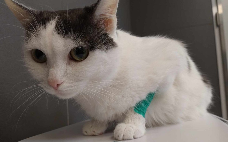 Zbiórka Uratuj życie Krysi - zdjęcie główne