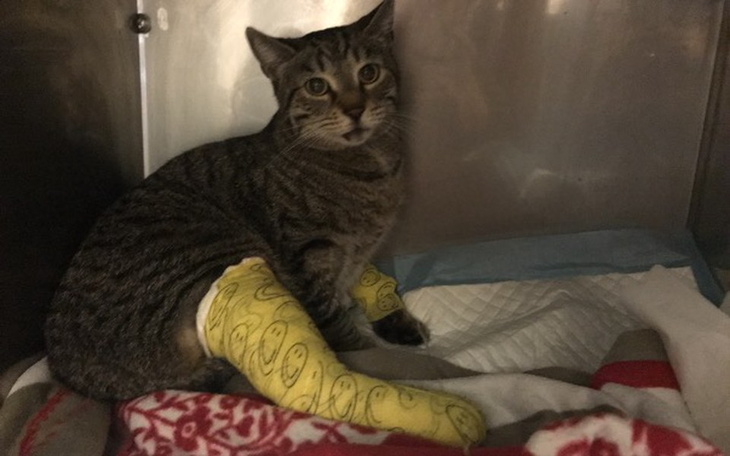 Zbiórka Leczenie połamanego kota Wasi - zdjęcie główne