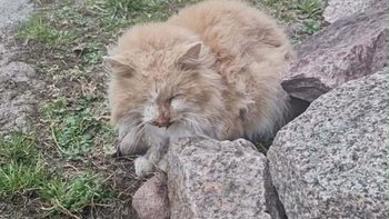 Zbiórka Gdy obojętność powoli zabija - miniaturka zdjęcia