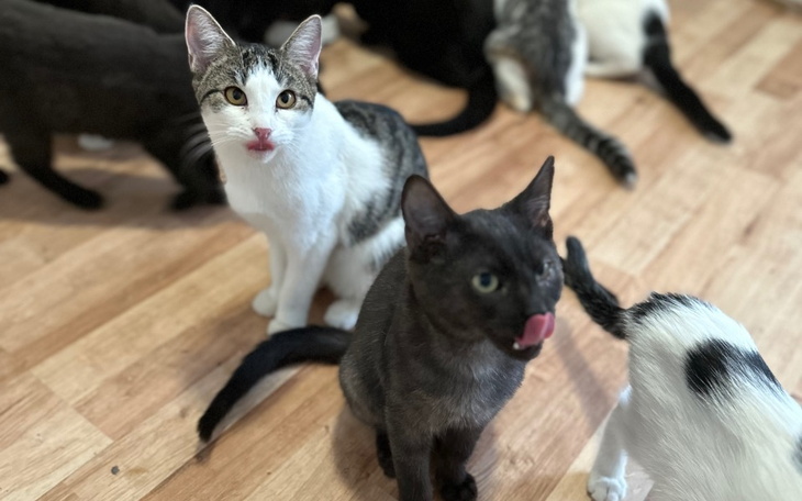 Zbiórka Utrzymanie kotków - styczeń 2024 - zdjęcie główne