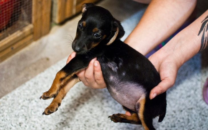 Zbiórka "Odpady" z pseudohodowli... - zdjęcie główne