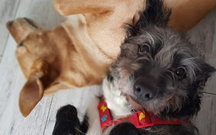 Zbiórka Behawiorysta dla Tasmana - zdjęcie główne