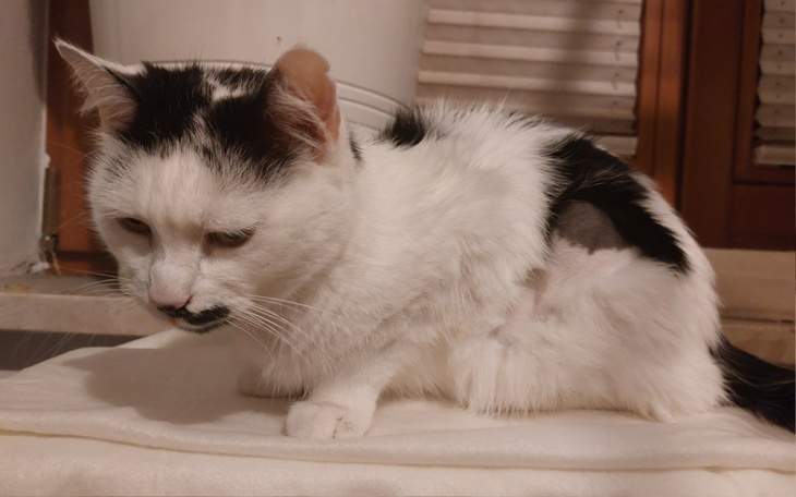 Kot z przyciętym futrem, siedzący na białym kocyku.