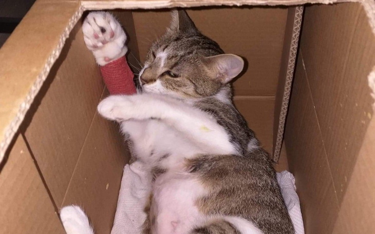 Zbiórka Zdrowie dla kociej mamy - zdjęcie główne