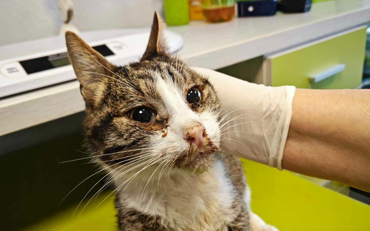 Kot z problemami zdrowotnymi w gabinecie weterynaryjnym.