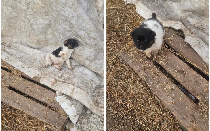 Dwa szczeniaki na tle brudnej plandeki, wyglądające na zagubione.