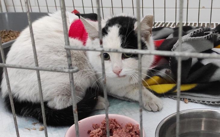 Piesek po kąpieli, gotowy na adopcję.