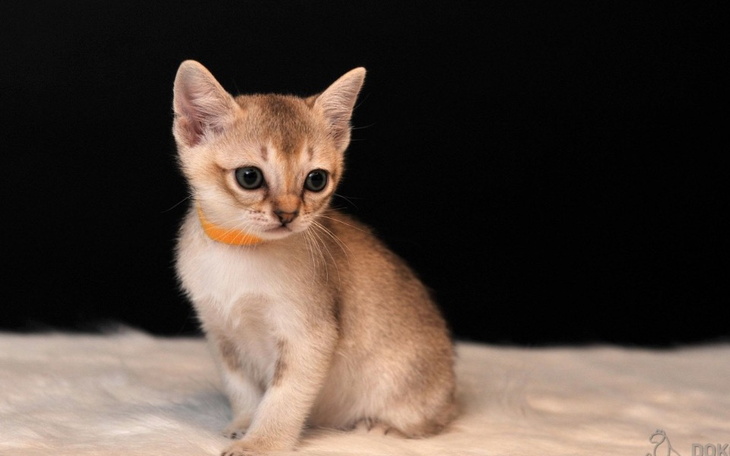 Zbiórka na kotka Singapura - zdjęcie główne