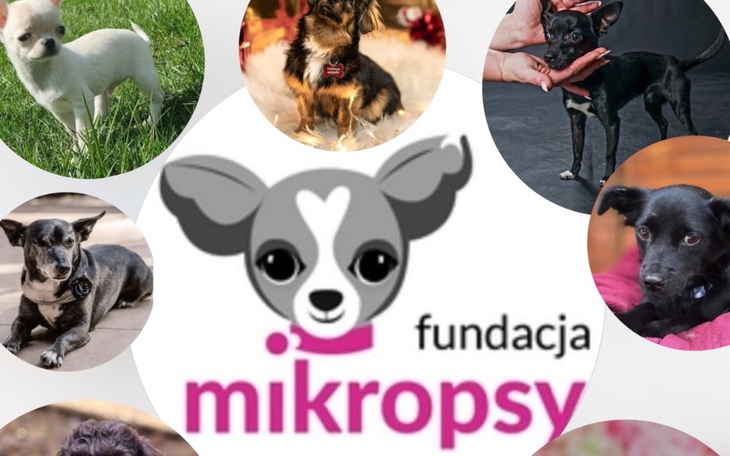Zbiórka Pomoc MIKROPSOM - zdjęcie główne