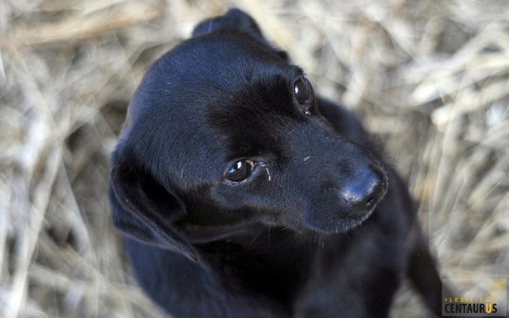 Zbiórka Staruszek Elmo potrzebuje pomocy - zdjęcie główne
