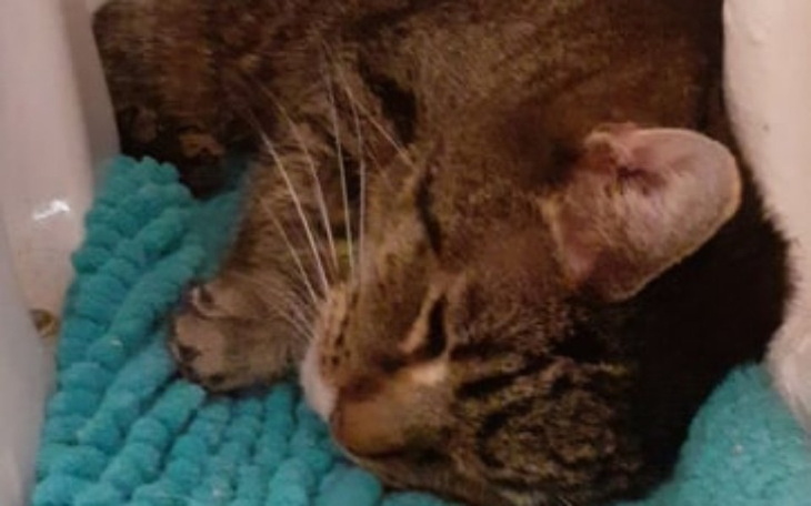 Zbiórka Walka o życie Szarusia - zdjęcie główne