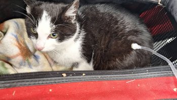 Zbiórka Nierówna walka z tyfusem - miniaturka zdjęcia