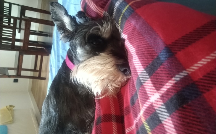 Zbiórka Dla Lilu - zdjęcie główne