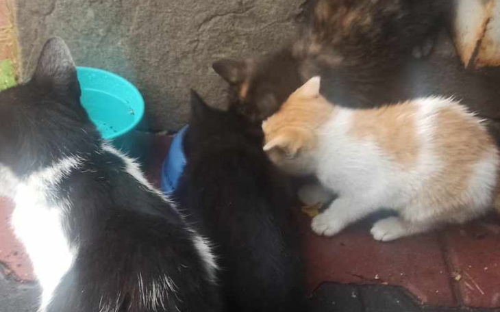 Zbiórka Karma dla koteczków - zdjęcie główne