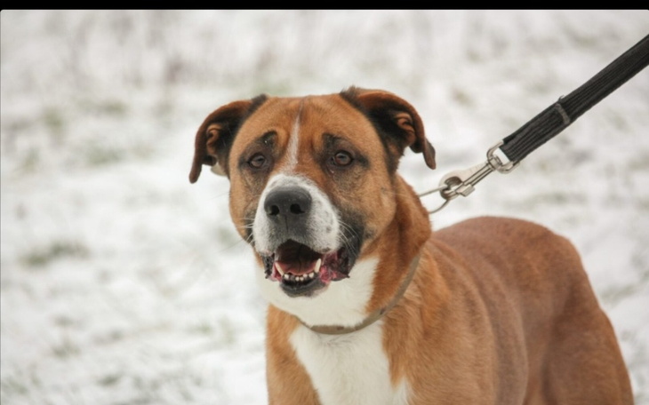 Zbiórka Nakarm pieska - zdjęcie główne