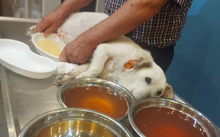 Zbiórka Ratujmy Ciężko Chorego Pieska - zdjęcie główne