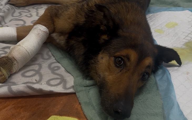 Pies z opatrunkiem na łapie, leżący na podłożu.