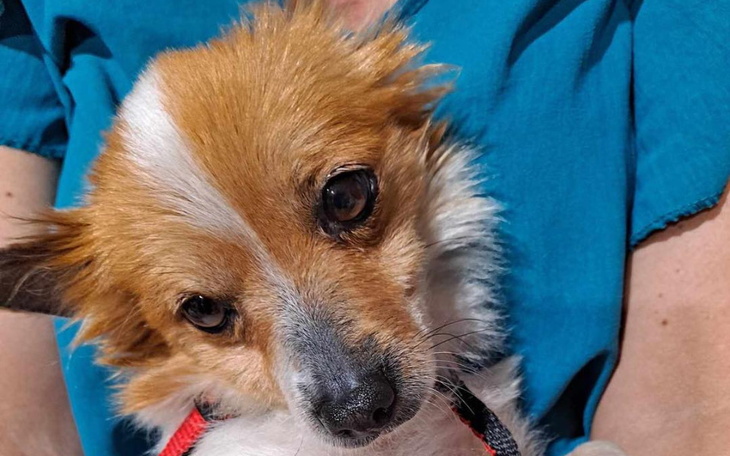 Zbiórka Diagnostyka i leczenie Mani - zdjęcie główne