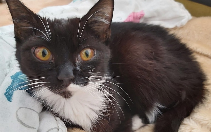 Zbiórka Ratunek dla kotka Lucusia - zdjęcie główne