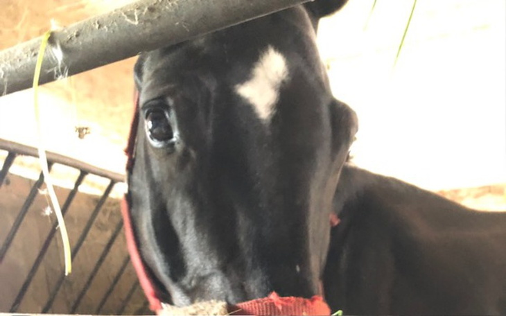 Zbiórka Dzakarta - zdjęcie główne