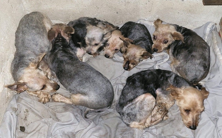 Zbiórka Pomóż psom z dwóch interwencji - zdjęcie główne