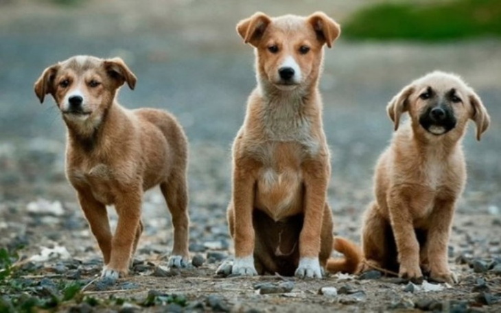 Zbiórka Pomoc dziecią Pezdomnych - zdjęcie główne