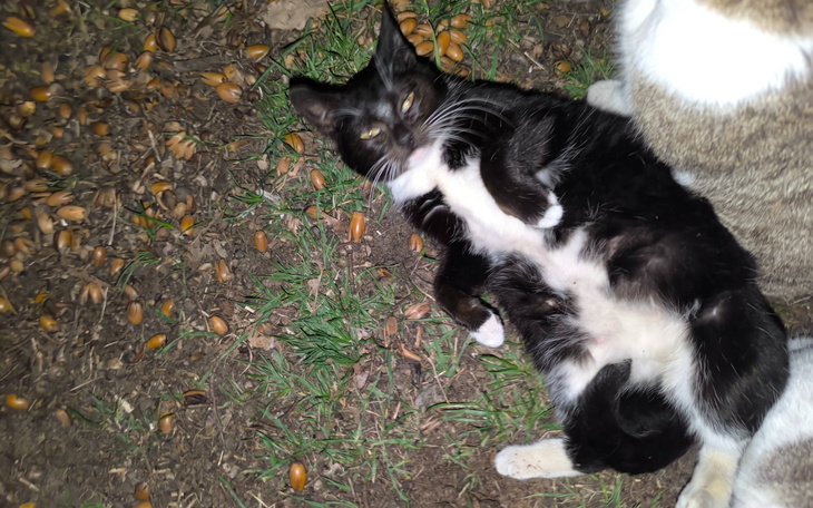 Kot leżący na trawie, otoczony żołędziami.