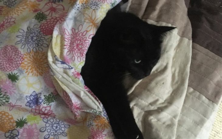 Zbiórka Operacja Pimpka - zdjęcie główne