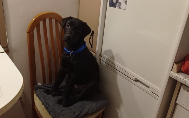 Zbiórka Dla Nikosia na operację - zdjęcie główne