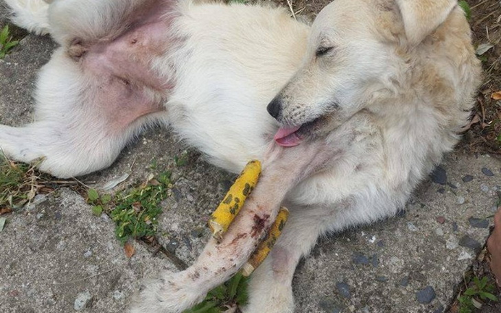 Zbiórka Ratujmy przednią łapkę  Melci! - zdjęcie główne