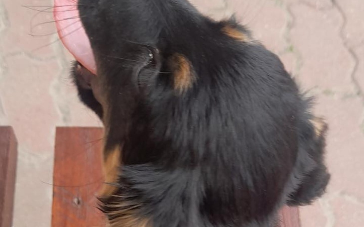 Zbiórka Na Operacje dla Roksi - zdjęcie główne