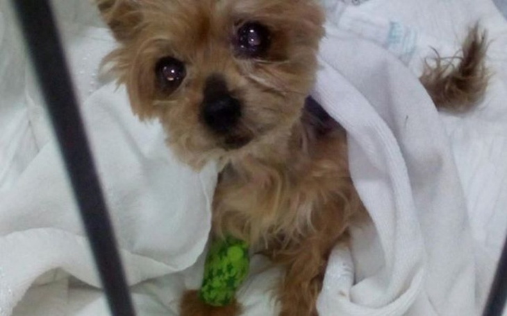 Zbiórka Skarbonka Animals Gorzów pusta( - zdjęcie główne