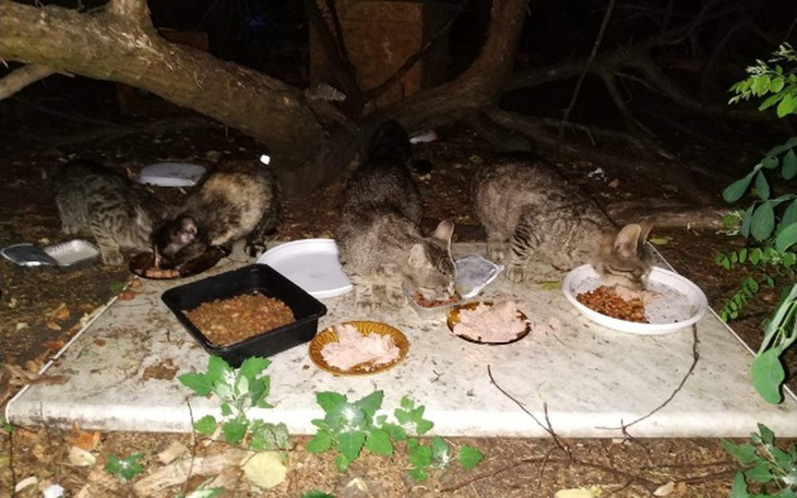 Zbiórka Zwierzęta nas potrzebują - zdjęcie główne